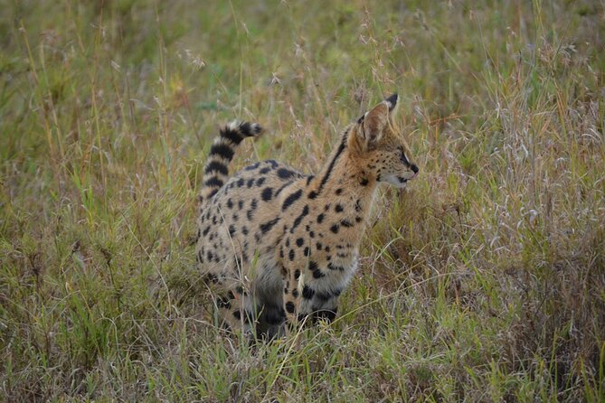 4 Days Tanzania Lodge Safari With Two Nights at Serengeti - Who this tour fits best (and who should rethink it)