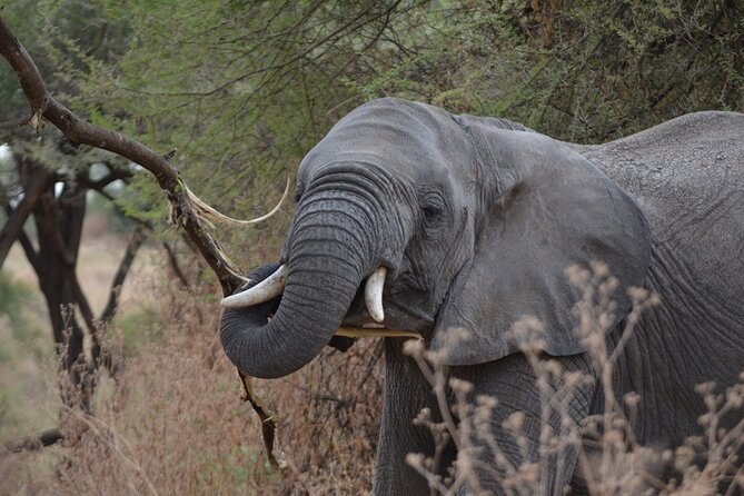 4 Days Tanzania Lodge Safari With Two Nights at Serengeti - Should you book this Serengeti lodge safari with Meijo Safaris?