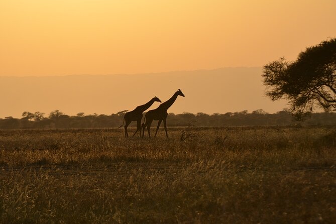 4 Days Tanzania Lodge Safari With Two Nights at Serengeti - Tarangire National Park: baobabs, acacia cover, and elephant energy
