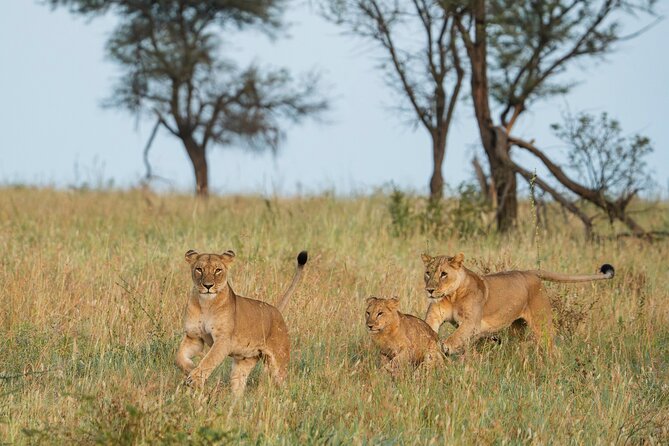 4 Days Tarangire, Serengeti and Ngorongoro Mid-Range Group Safari - Key things I’d circle before you book
