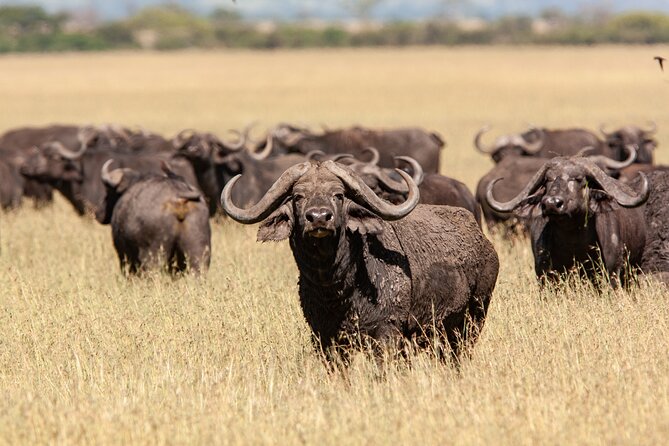4 Days Tarangire, Serengeti and Ngorongoro Mid-Range Group Safari - Tarangire to Serengeti to Ngorongoro: the trip’s smart wildlife rhythm