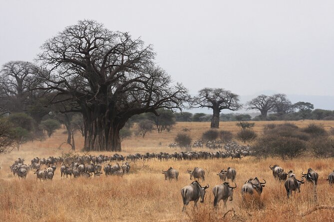 4 Days Tarangire, Serengeti and Ngorongoro Mid-Range Group Safari - Ngorongoro Crater on Day 4: sunrise, guided crater time, and that one-of-a-kind habitat mix