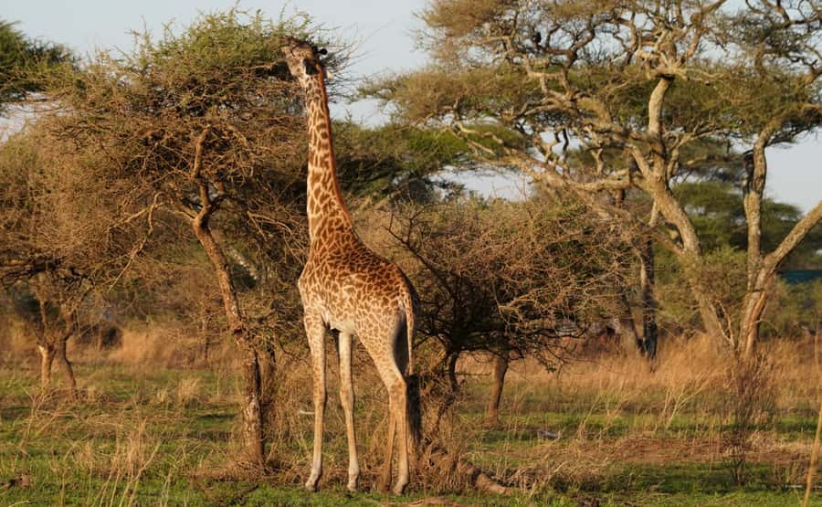 4 Days Tarangire, Serengeti, Ngorongoro Group Camping Safari - Key safari moments worth the trip
