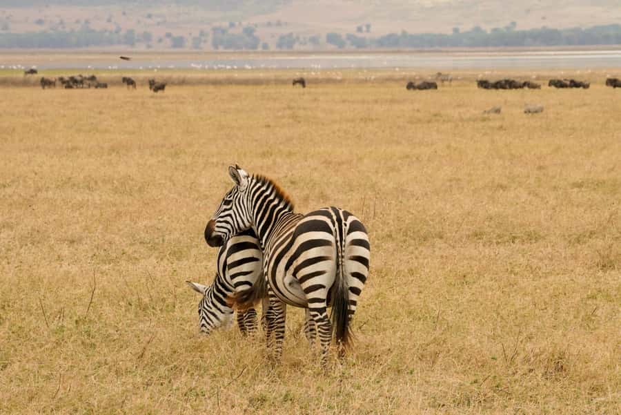 4 Days Tarangire, Serengeti, Ngorongoro Group Camping Safari - How this 4-day route makes wildlife spotting easier