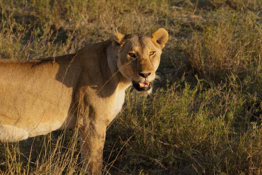 4 Days Tarangire, Serengeti, Ngorongoro Group Camping Safari - Day 1: Arusha to Tarangire National Park for elephants and baobabs
