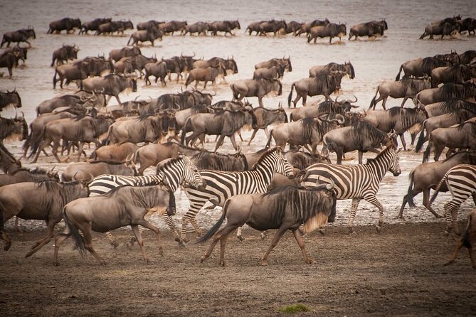 4 Days Tsavo West, Amboseli and Tsavo East National Park Safari - Coast to savannah in four days: the pace you’ll feel