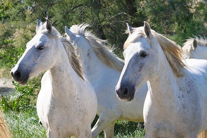 4x4 Camargue Safari 4h - Departure from Arles - Meeting Guide Personalities: Solenne, Olivier, Dorian, Michel, and More
