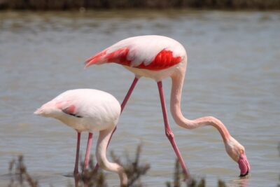 4x4 Camargue Safari 4h - Departure from Arles - How the Guide Finds Wildlife in a Working Delta