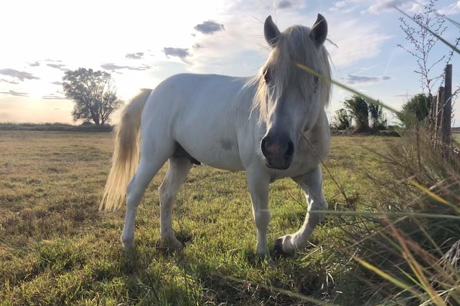 4x4 Camargue Safari 4h - Departure from Arles - Price and Value: Is $71.35 Worth It?