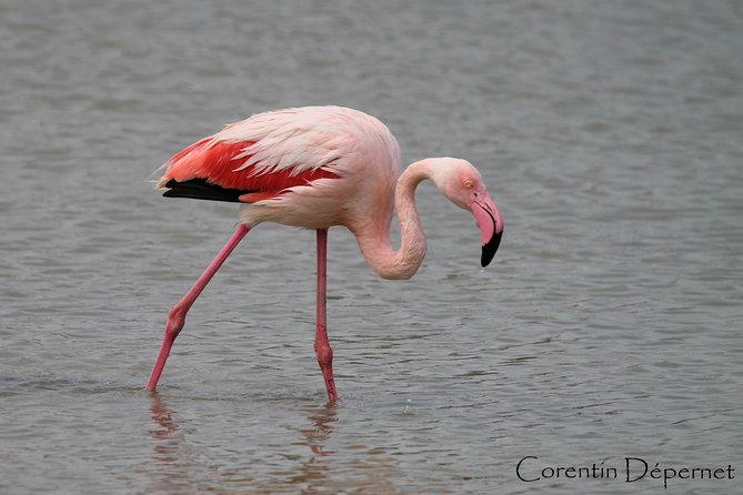 4x4 Camargue Safari 4h - Private Tour - Departure from Arles - Nature Stops for Fauna and Flora: What You’ll Actually Do
