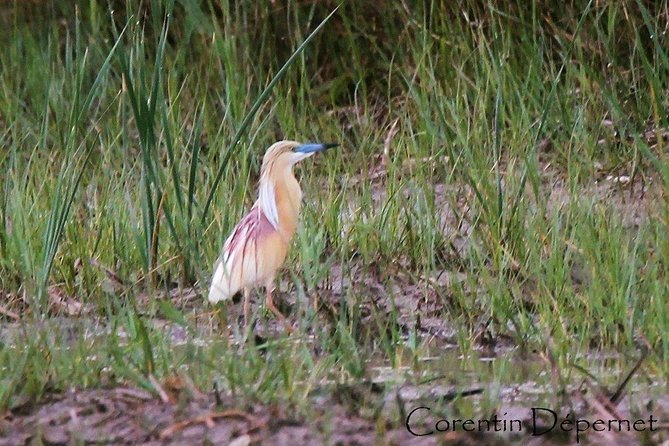 4x4 Camargue Safari 4h - Private Tour - Departure from Arles - Price and Group Size: When $538 Feels Fair