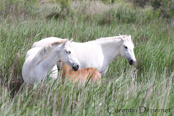 4x4 Camargue Safari 4h - Private Tour - Departure from Arles - Logistics That Keep This Tour Stress-Free