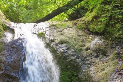 4x4 Jungle Safari to Waterfall & Delicious Rainforest Lunch - Lunch at Paz del Campo: real Costa Rican food and a mountain view