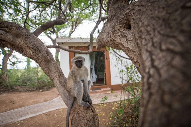 5 Day Classic Kruger National Park Safari - Kruger time from Orpen Gate: open-sided viewing without glass