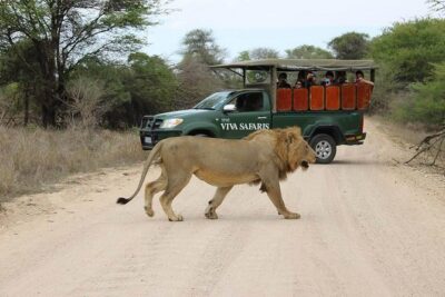 5 Day Classic Kruger National Park Safari - What Tremisana Game Lodge does for your comfort (and your energy)