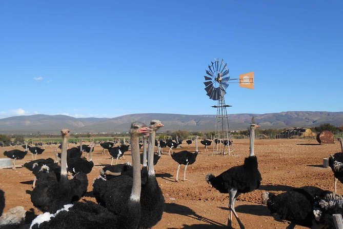 5 Day Garden Route and Addo Safari - Best of South Africa Small Group Tour - What This Tour Really Offers (Beyond the Checklist)