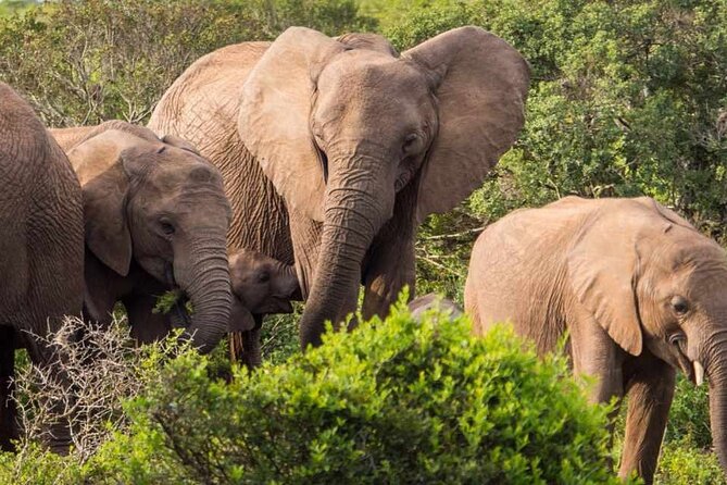 5 Day Garden Route and Addo Safari - Best of South Africa Small Group Tour - Day 5: Wilderness, Botlierskop Optional 4x4, and Back to Cape Town