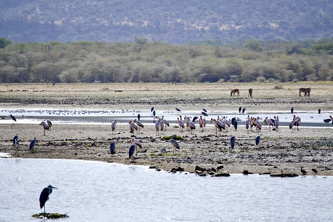 5-Day Majestic Tanzania Safari - High End All Inclusive - Entering Lake Manyara: tree-climbing lions and 400+ bird species from the driver’s seat
