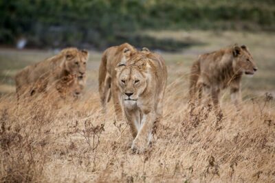 5-Day Majestic Tanzania Safari - High End All Inclusive - Serengeti Seronera game drives: hot lunch, long sightings, and habitat variety