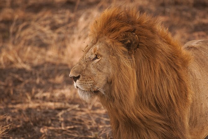 5-Day Majestic Tanzania Safari - High End All Inclusive - Crater-floor day in Ngorongoro: full game drive plus Lake Magadi flamingos
