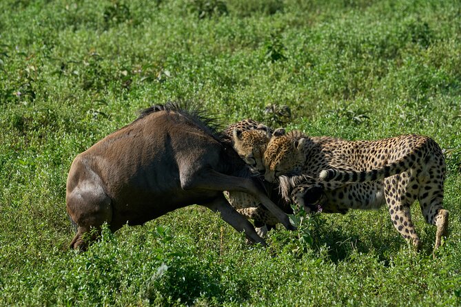 5-Day Majestic Tanzania Safari - High End All Inclusive - Price and value: what you’re really paying for at $9,359 per person