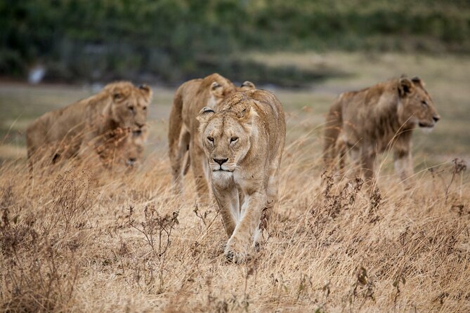 5-Day Majestic Tanzania Safari - High End All Inclusive - Serengeti Seronera game drives: hot lunch, long sightings, and habitat variety