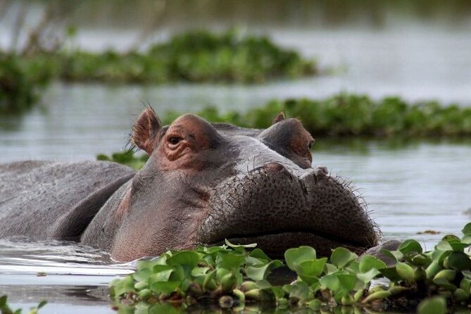5-Day Masai Mara Lake Nakuru and Naivasha Small-group Safari Tour - Key Things I’d Circle on This 5-Day Safari