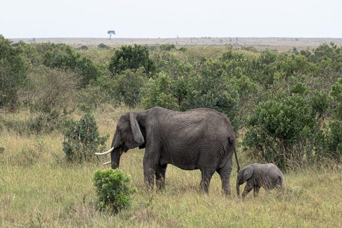 5-Day Masai Mara Lake Nakuru and Naivasha Small-group Safari Tour - Day 2: A Full Maasai Mara Day for Big Cats and Migration Moments