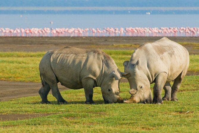 5-Day Masai Mara Lake Nakuru and Naivasha Small-group Safari Tour - Day 3: Lake Nakuru Arrival With Optional Masai Village Time