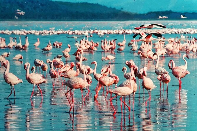 5-Day Masai Mara Lake Nakuru and Naivasha Small-group Safari Tour - Day 5: Hell’s Gate by Bike or Foot, Plus Ol Karia Geothermal Stops