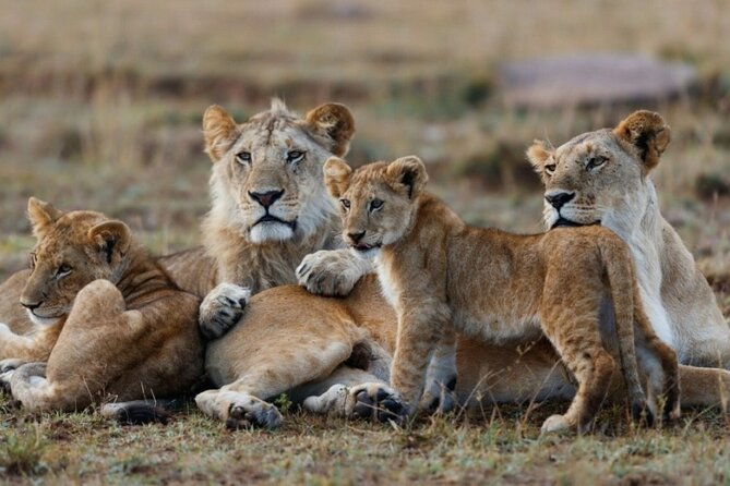 5-Day Masai Mara Lake Nakuru and Naivasha Small-group Safari Tour - Guides, Group Size, and the Safari Rhythm (What That Means for You)