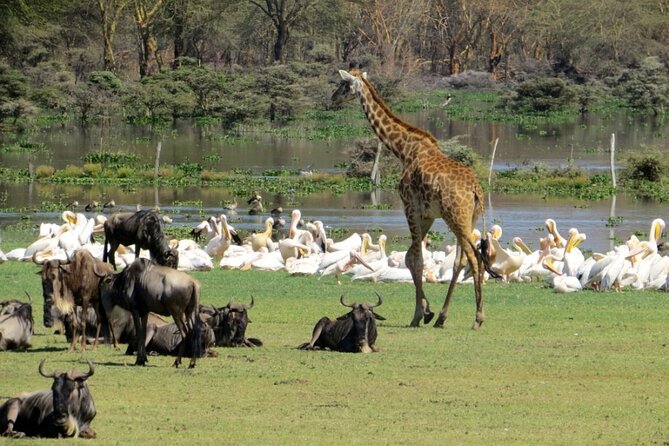 5-Day Masai Mara Lake Nakuru and Naivasha Small-group Safari Tour - Day 1: Nairobi Pickup and Maasai Mara Game Drive on Arrival Day
