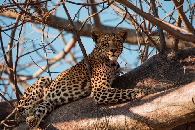 5-Day Mid-Range Safari in Tanzania - Ngorongoro Conservation Area: Crater Views, Big Five Chances, and Olduvai
