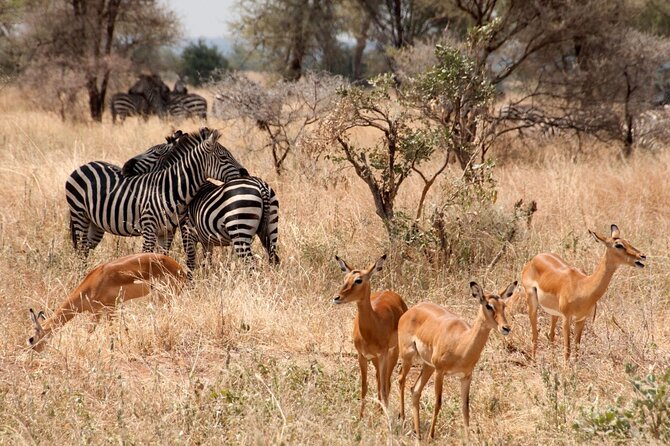 5-Day Mid-Range Safari in Tanzania - Day Five: Airport Drop and Turning Safari Into Island Time