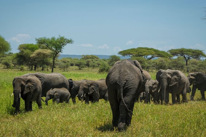 5-Day Mid-Range Safari in Tanzania - Price and Value: Is $2,271.80 a Good Deal?
