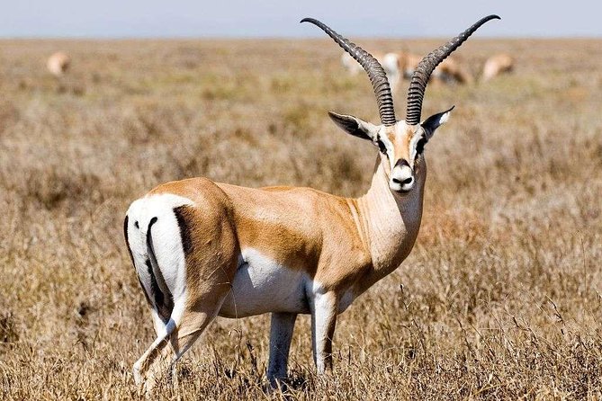 5 Day Mid range Tanzania Safari - Moshi to Lake Manyara: primates, birds, and a lodge night that feels earned