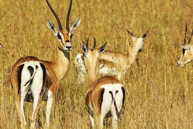 5 Day Mid range Tanzania Safari - Ngorongoro day: crater views plus Olduvai Gorge’s human story break