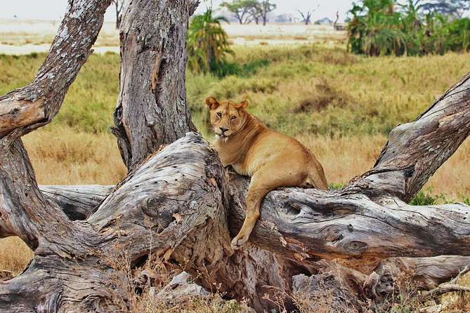 5 Day Mid range Tanzania Safari - Ngorongoro Crater descent and Lake Magadi: the predator and watering-hole combo