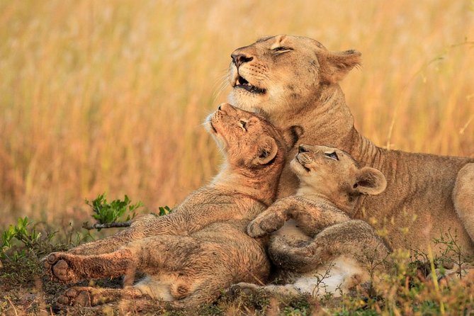 5 Day Mid range Tanzania Safari - Price, inclusions, and what $2,600 buys you in real safari terms