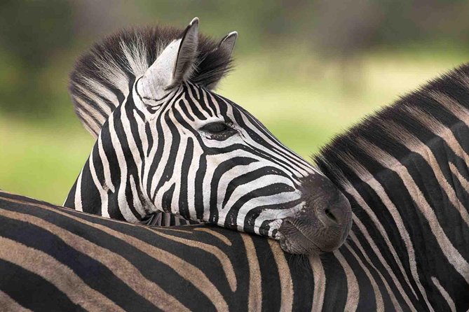5 Day Mid range Tanzania Safari - Lodges, tents, and the comfort level you should expect