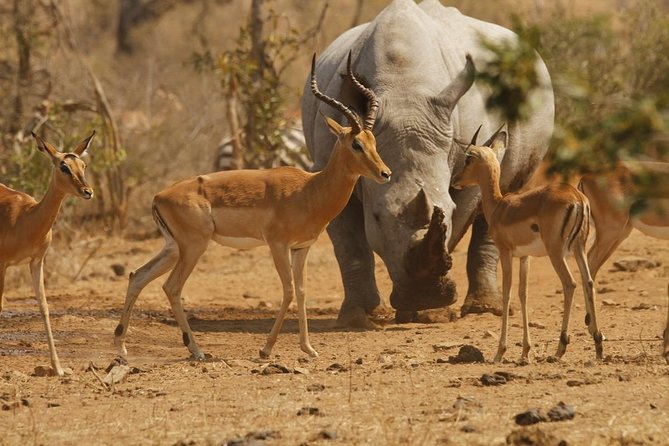 5 Day Mid range Tanzania Safari - How the guide and small-group size change your odds