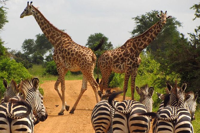 5 Day Mid range Tanzania Safari - Serengeti game drives around Seronera: where the animals gather for water