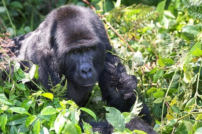 5-Day Pearl of Africa Chimps and Gorilla Trekking Safari - What makes this trip worth the money