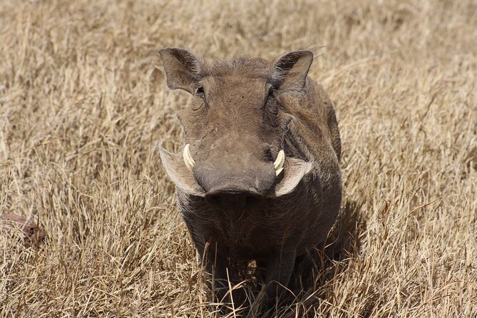 5-Day private Camping Safari Tour in Tanzania - Entering the safari world from Arusha