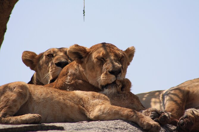 5-Day private Camping Safari Tour in Tanzania - Day 5 in Ngorongoro Conservation Area: the 600-meter descent and Lake Magadi