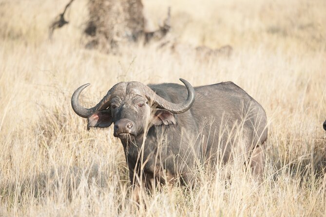 5-Day private Camping Safari Tour in Tanzania - Price and value: is $2,300 per person worth it