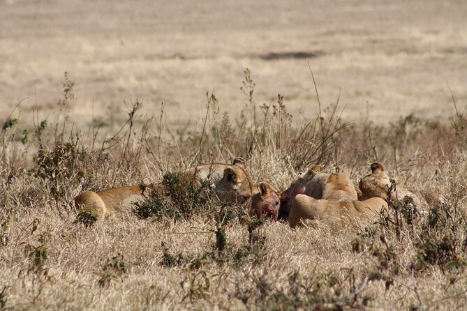 5-Day private Camping Safari Tour in Tanzania - Days 2 and 3 in Serengeti: time on the plains, not just a drive