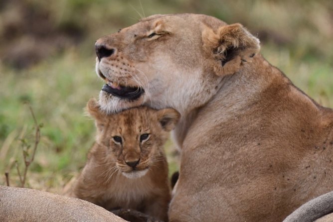 5-Day Private Safari Tour in Northern Tanzania - Key Things I’d Prioritize on This Safari