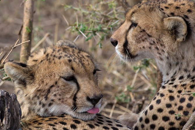 5-Day Private Safari Tour in Northern Tanzania - Why This 5-Day Northern Tanzania Route Makes Sense