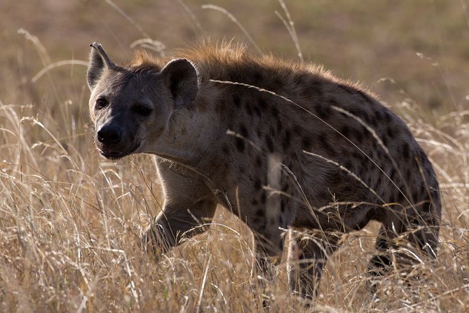 5-Day Private Safari Tour in Northern Tanzania - Day 4: Ngorongoro Conservation Area Wildlife Day